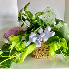 Basket of green pothos plants with a white ribbon and heart picks