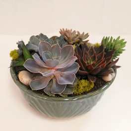 Succulent Garden