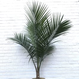 Tall potted palm plant in a woven basket planter
