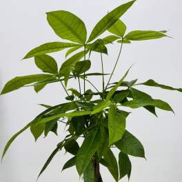 Potted green houseplant with long pointed leaves in a white decorative pot