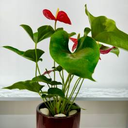 Potted anthurium plant with red blooms in a glossy red container
