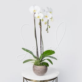 White orchid plant in a round gray pot on a small table
