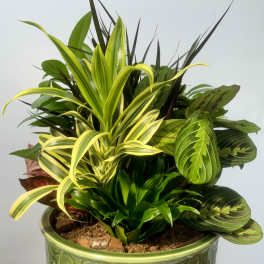 Mixed green houseplants arranged in a decorative green ceramic pot