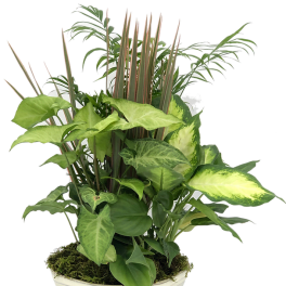 Potted green houseplant arrangement in a white bowl planter