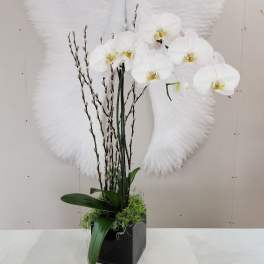 Tall white orchid plant with pussy willow branches in a black cube vase