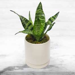 Small snake plant in a white ceramic pot