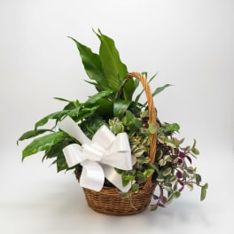 Basket of assorted green houseplants with a white bow
