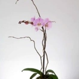 Potted pink orchid with long arching stems in a glass vase