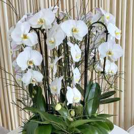 Pure Blooms