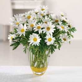 White daisies in a clear glass vase