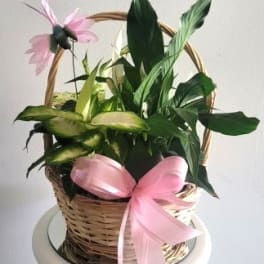 Basket of green houseplants with pink ribbon bows