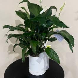 White potted peace lily plant with white blooms