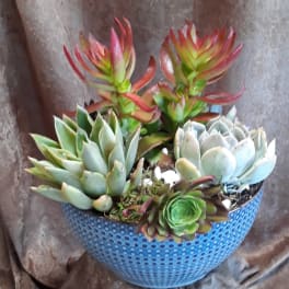Potted succulent arrangement in a blue textured bowl