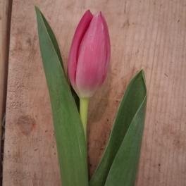 Single pink tulip bud with long green leaves