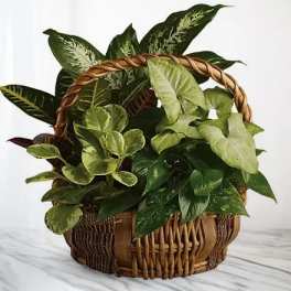 Basket of assorted green houseplants with a woven handle