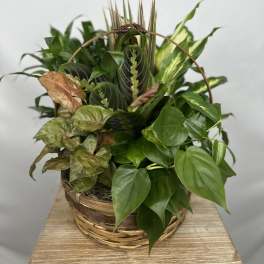 Basket of assorted green houseplants with a woven handle