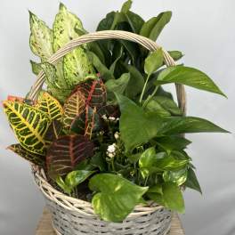 Basket of assorted potted plants with colorful croton leaves and green foliage