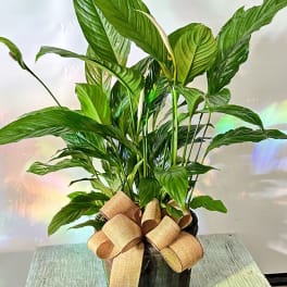 Potted peace lily with a burlap bow