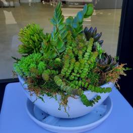 Assorted green succulents in a white ceramic bowl with matching saucer