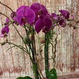 Purple orchids in a white pot with broad green leaves