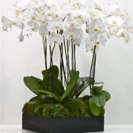 Grand Phaleanopsis Orchid Bowl