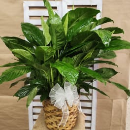 Potted green houseplant in a woven basket with a white ribbon bow