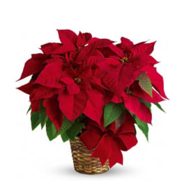 Red Poinsettia