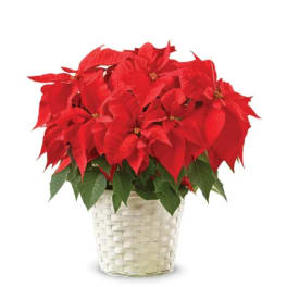 Poinsettia & White Basket