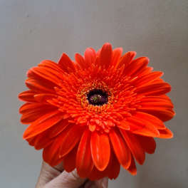 Single orange gerbera daisy held in hand