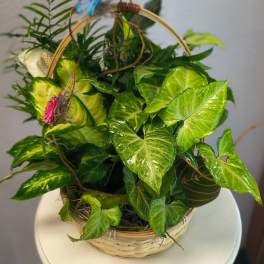 Basket of green potted foliage with decorative butterflies