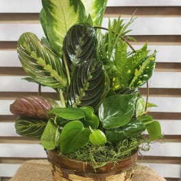 Basket planter with assorted green tropical foliage