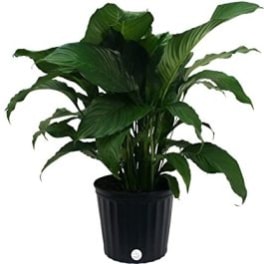 Potted green houseplant with broad leaves in a black container