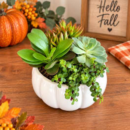 Succulent arrangement in a white pumpkin-shaped planter