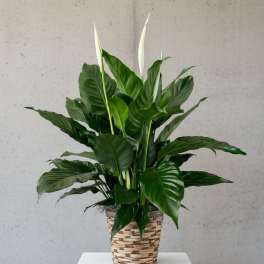 Peace Lily