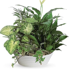Mixed green houseplants arranged in a white bowl planter