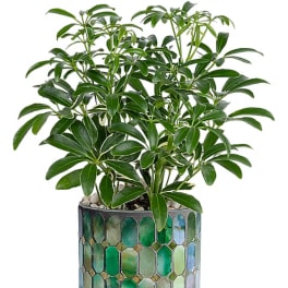 Potted green houseplant in a decorative mosaic planter