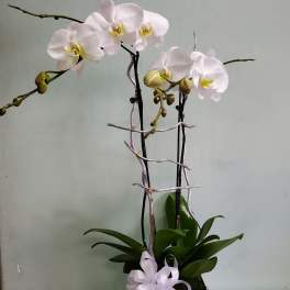 White orchid plant in a white pot with a ribbon bow