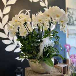 White orchid arrangement in a round ceramic vase with a ribbon