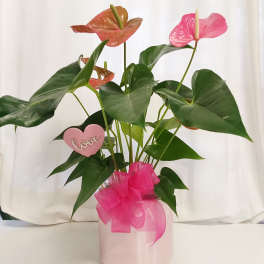 Pink anthurium arrangement in a pale pink pot with a ribbon bow