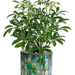Teleflora's Leaves of Glass Plant