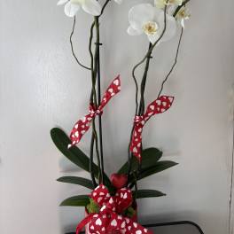 White orchids in a red pot with heart-patterned ribbon