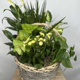 Basket of green houseplants with small yellow flowers