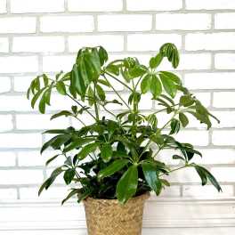 Schefflera Plant
