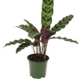 Potted plant with tall patterned green leaves