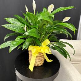 Peace Lily