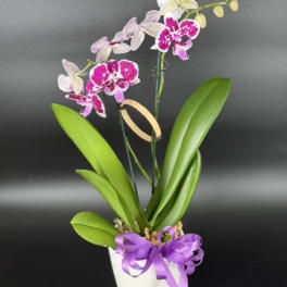 Potted orchid with pink and white blooms and a purple ribbon