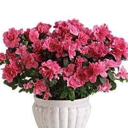 Pink azalea plant in a white ceramic pot