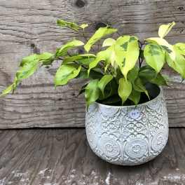 Potted plant with bright green leaves in a decorative white ceramic pot