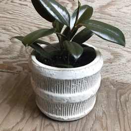 Small potted plant with glossy dark green leaves in a white ceramic pot