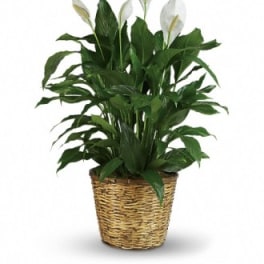 Potted peace lily in a woven basket planter